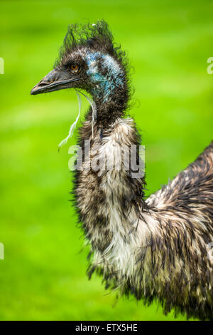 Der Emu, gebürtig aus Australien, ist der zweitgrößte Vogel der Welt nach dem Strauß. Diese flugunfähigen Vogel erreichen bis zu 1 Stockfoto