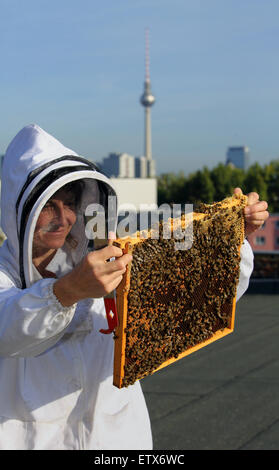 Berlin, Deutschland, Imker Erika Mayr steuert eine Brutwabe ein Bienenvolk auf dem Dach, der Fernsehturm im Hintergrund Stockfoto