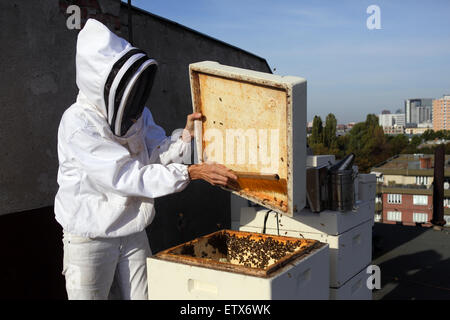 Berlin, Deutschland, fegt Imker Bienen in den Bienenstock Stockfoto