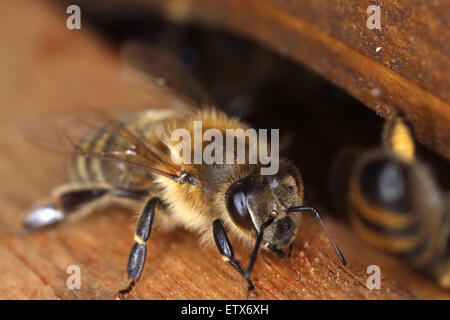 Berlin, Deutschland, am Flugloch eine Honigbiene Bienenstock Stockfoto
