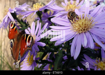 Briescht, Deutschland, Biene und Admiral sammeln Nektar auf lila Astern Stockfoto