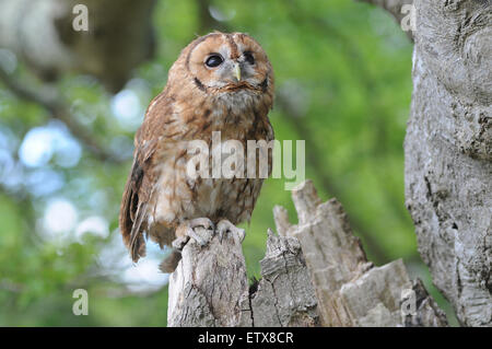 Ein Waldkauz im New Forest, Hampshire. Stockfoto