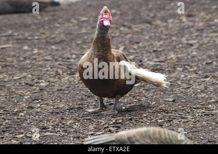 Gans mit einem gebrochenen Flügel Stockfoto