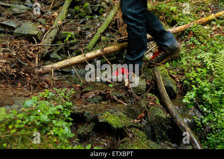 Schleiden, Deutschland, Wanderung entlang des Wildnis-Trail im Nationalpark Eifel Stockfoto