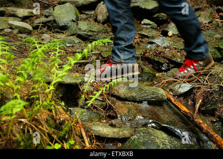 Schleiden, Deutschland, Wanderung entlang des Wildnis-Trail im Nationalpark Eifel Stockfoto