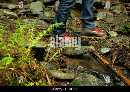 Schleiden, Deutschland, Wanderung entlang des Wildnis-Trail im Nationalpark Eifel Stockfoto