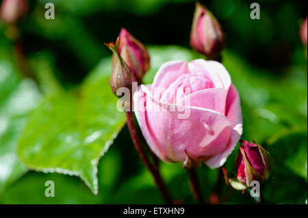 Schöne rosa Rosen im Garten an einem sonnigen Tag Stockfoto
