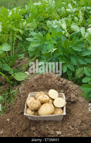 Ernte von frisch gegrabene Kartoffeln neben Kartoffelpflanzen. Stockfoto