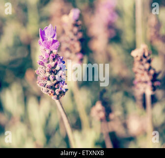 Nahaufnahme von Lavendel Blume mit unscharfen Hintergrund Stockfoto