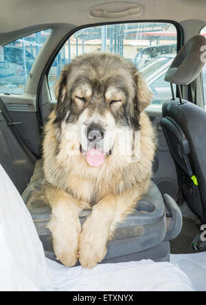 80 Kilo Pyrenäen Mastiff (Mastin Pirineo) Hund auf dem Rücksitz des Autos an einem heißen Tag Stockfoto