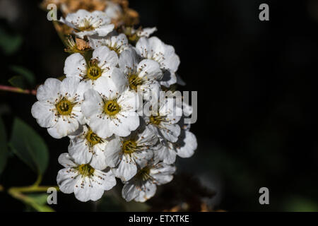 Weiße Spiraea Blütenblätter auf schwarzem Hintergrund Stockfoto