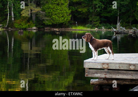 Springer Spaniel Hund stehend mit Blick auf einen See Stockfoto