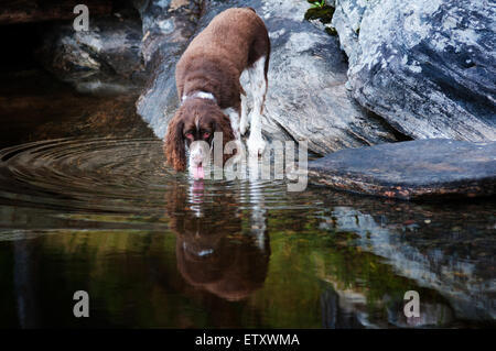 Springer Spaniel Hund Trinkwasser aus einem See Stockfoto