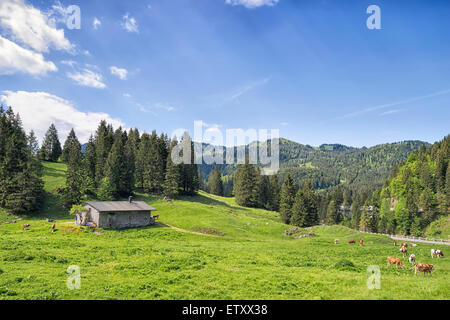 Landschaft in der Nähe von Spitzingsee mit Kühen in den Alpen in Bayern, Deutschland und freien Platz im Himmel Stockfoto