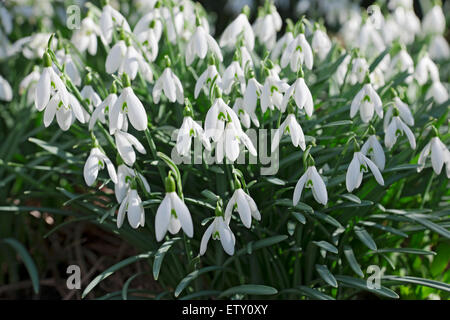 Nahaufnahme von weißen Schneeglöckchen Schneeglöckchen blühende Blumen im Garten im Winter England UK Vereinigtes Königreich GB Großbritannien Stockfoto