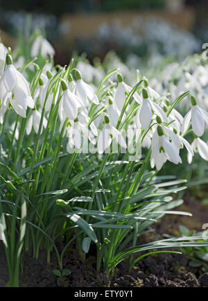 Nahaufnahme von Schneeglöckchen Schneeglöckchen weiße Blumen blühen in Der Garten im Winter England Großbritannien GB Groß Großbritannien Stockfoto