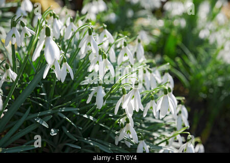 Nahaufnahme von Schneeglöckchen Schneeglöckchen weiße Blumen blühen in Der Garten im Winter England Großbritannien GB Groß Großbritannien Stockfoto