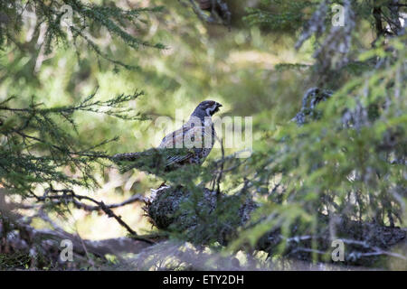 Hazel Grouse (Bonasa Bonasia) (Tetrastes Bonasia) Stockfoto