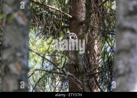 Habichtskauz (Strix Uralensis) Stockfoto