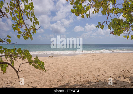 Tropischer Strand in Martinique Grande Anse des Salines Stockfoto