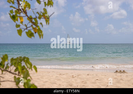 Tropischer Strand in Martinique Grande Anse des Salines Stockfoto