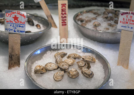 Frische ganze Austern Muscheln Muscheln Muscheln in der Schale auf Eis für frischen Fisch und Meeresfrüchte-Markt Stockfoto