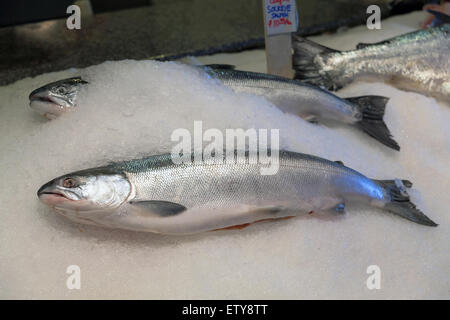 Troll Fisch ganze Frische Sockeye Lachs auf dem Eis zum Verkauf auf Markt Stockfoto