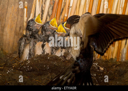 Mutter Vogel Fütterung vier junge Rauchschwalbe (Hirundo Rustica) in einem Nest unter dem Reetdach einer Scheune Stockfoto