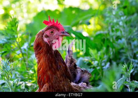 Porträt eines neugierigen Huhn auf einem Rasen-Hintergrund auf dem Lande Stockfoto