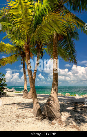 Palm Beach. Palmen am Strand nahe dem Meer Stockfoto