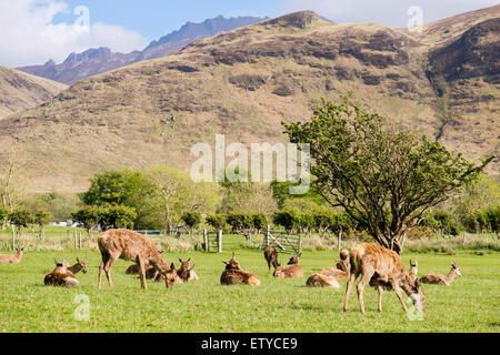 Red Deer Hinds (Cervus Elaphus) Weiden auf Golfplatz im Tal. Lochranza Isle of Arran Western Isles Schottland UK Großbritannien Stockfoto