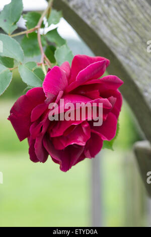 Rosa 'Etoile de Hollande' englische Klettern auf einen Dorn stieg. Rote Rose. Waterperry Gärten, Oxfordshire, England Stockfoto