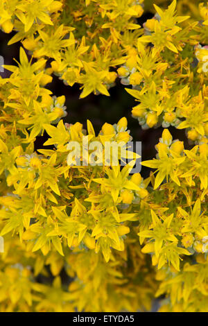 Sedum Spathulifolium 'Cape Blanco'. Spoon leaved Mauerpfeffer 'Cape Blanco' mit leuchtend gelben Blüten Stockfoto