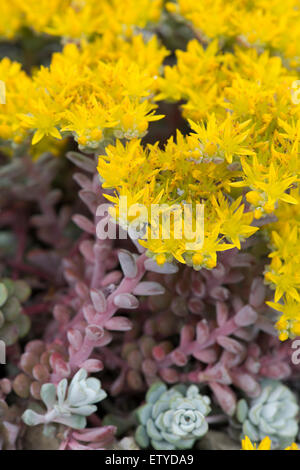 Sedum Spathulifolium 'Cape Blanco'. Spoon leaved Mauerpfeffer 'Cape Blanco' mit leuchtend gelben Blüten Stockfoto