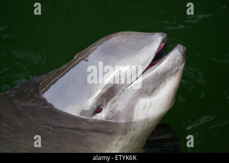 Hafen von Schweinswal (Phocoena Phocoena) zum Atmen auftauchen Stockfoto