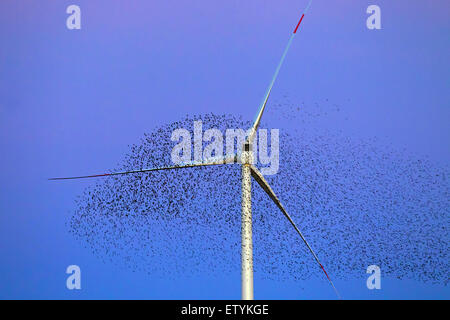 Europäische Starling Murmuration / große Herde von gemeinsamen Stare (Sturnus Vulgaris) vorbeifliegen Windkraftanlage bei Sonnenuntergang Stockfoto