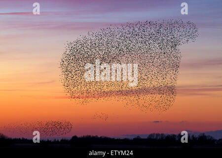 Europäische Starling Murmuration / große Herde von gemeinsamen Stare (Sturnus Vulgaris) im Flug bei Sonnenuntergang Stockfoto