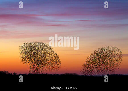 Zwei europäische Starling Murmurations / große Herde von gemeinsamen Stare (Sturnus Vulgaris) im Flug bei Sonnenuntergang Stockfoto