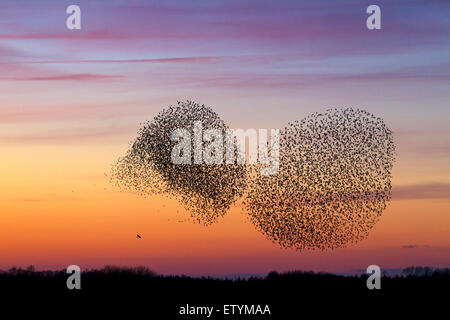 Zwei europäische Starling Murmurations / große Herde von gemeinsamen Stare (Sturnus Vulgaris) und Raubvogel im Flug bei Sonnenuntergang Stockfoto