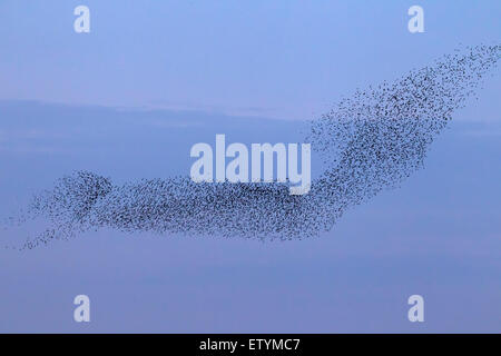 Europäische Starling Murmuration / große Herde von gemeinsamen Stare (Sturnus Vulgaris) im Flug bei Sonnenuntergang Stockfoto