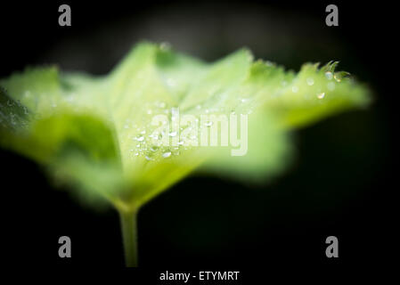 Nah, Seitenansicht eines Blattes Alchemilla in feine Regentropfen bedeckt. Stockfoto