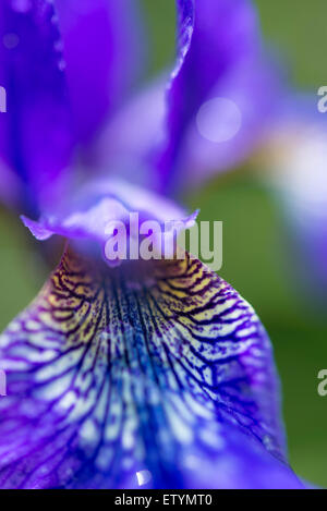 Extreme Nahaufnahme von einer Iris Sibirica Blüte mit blauen Blüten in weiß geädert. Stockfoto