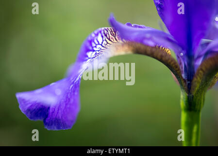 Seitenansicht einer Iris Sibirica Blume mit tiefblauen Blüten, wächst in einem englischen Garten im Sommer. Stockfoto