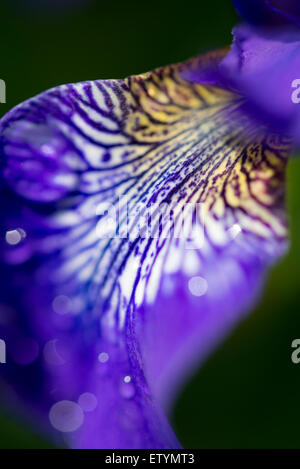 Auszug aus einer Iris Sibirica Blüte mit tiefblauen Blüten in weiß geädert hautnah. Stockfoto