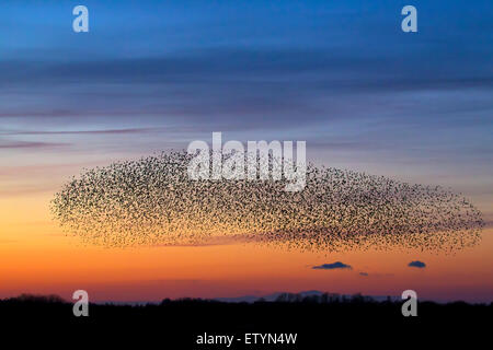 Europäischen Starling murmuration/große Herde von gemeinsamen Stare (Sturnus vulgaris) im Flug bei Sonnenuntergang Stockfoto