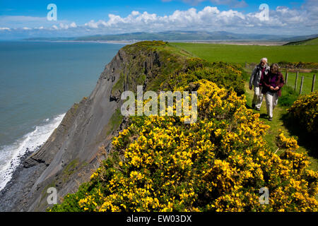 Wanderer, vorbei an blühenden Ginster Büschen auf Wales Coast Path in der Nähe von Borth, Ceredigion, Wales Stockfoto