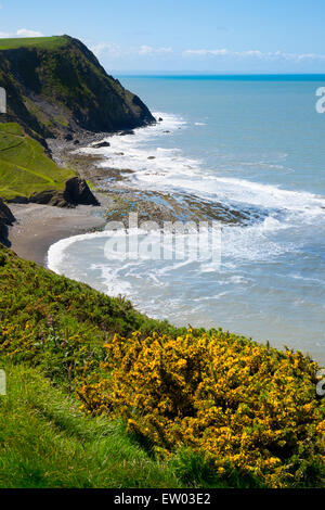 Ginster blühen neben Wales Coast Path, in der Nähe von Borth, Ceredigion. Stockfoto