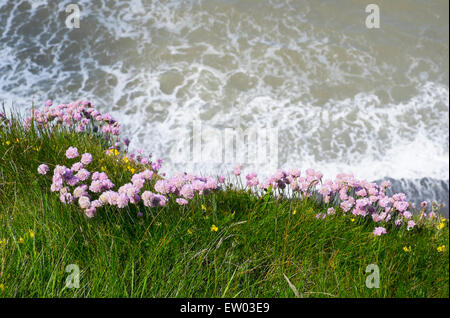 Ein Patch von Klee in voller Blüte direkt am Meer auf der Wales Coast Path in Borth, Ceredigion, Wales, UK Stockfoto