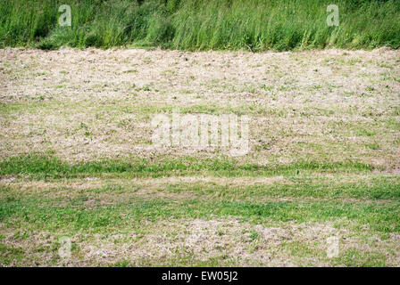 Grüne Wiese im Garten gemäht Stockfoto