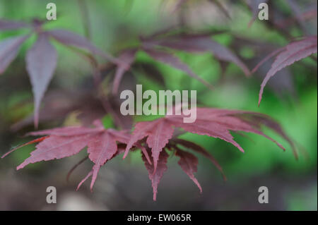 Acer Palmatum Atropurpureum F. Bloodgood Stockfoto